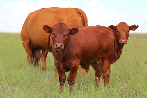 Bonsmara Cattle - Image 2