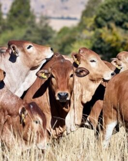 Boran Cattle