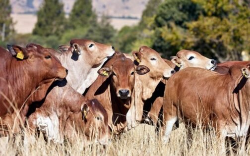 Boran Cattle