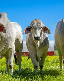 Brahman Cattle