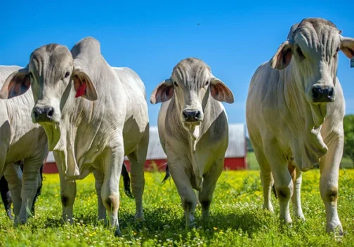 Brahman Cattle