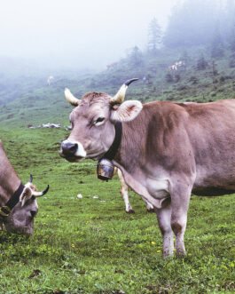 Brown Swiss cattle
