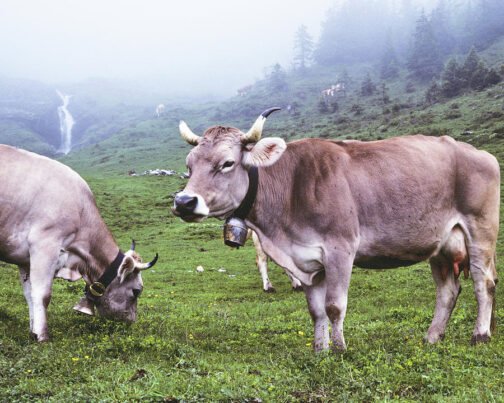 Brown Swiss cattle - Image 2
