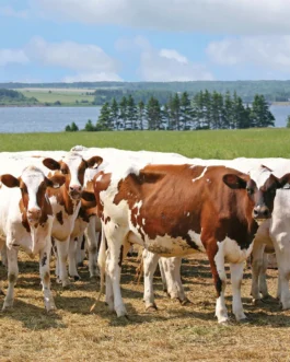Ayrshire cattle