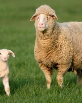 Merino Sheep