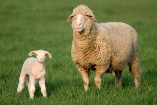 Merino Sheep - Image 2