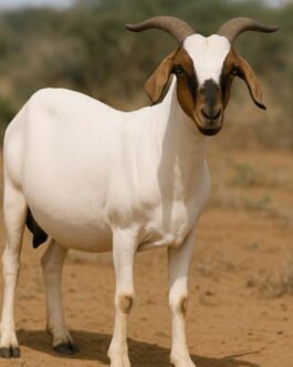 Somali Goat