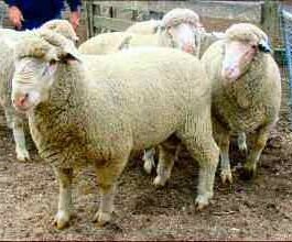 Dohne Merino Sheep