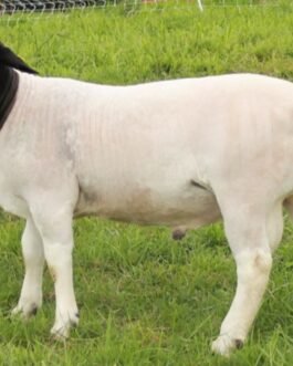Black-headed Persian Sheep