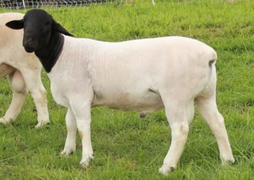 Black-headed Persian Sheep - Image 2