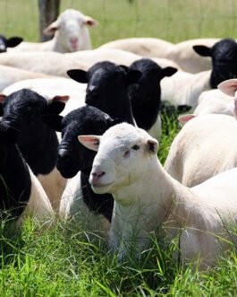 Black-headed Persian Sheep