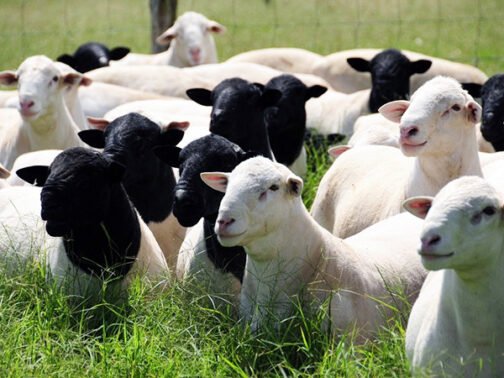 Black-headed Persian Sheep