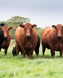 Angus Cattle