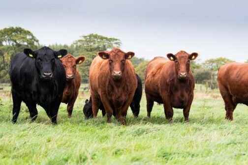 Angus Cattle