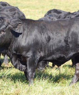 Drakensberger Cattle
