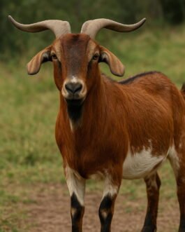 Somali Goat