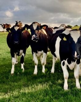 Holstein Friesian