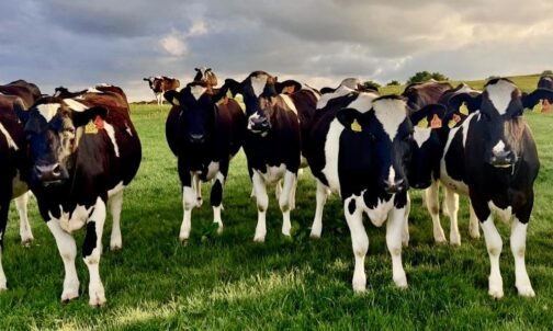 Holstein Friesian - Image 2