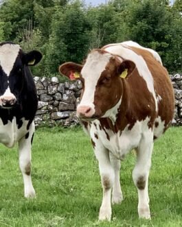 Holstein Friesian