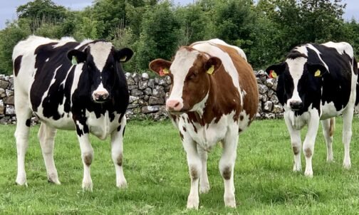Holstein Friesian