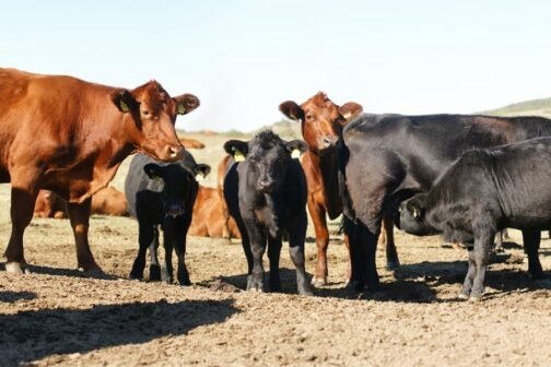 Angus Cattle - Image 3
