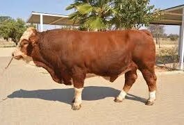 Tswana cattle