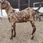 Sirohi goat