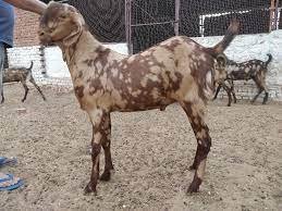 Sirohi goat