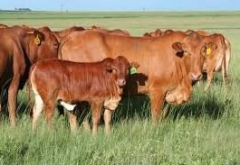 Afrikaner cattle