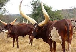 Ankole Cattle