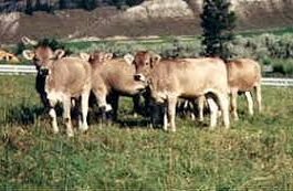 Braunvieh Cattle