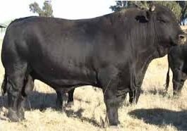 Drakensberger Cattle