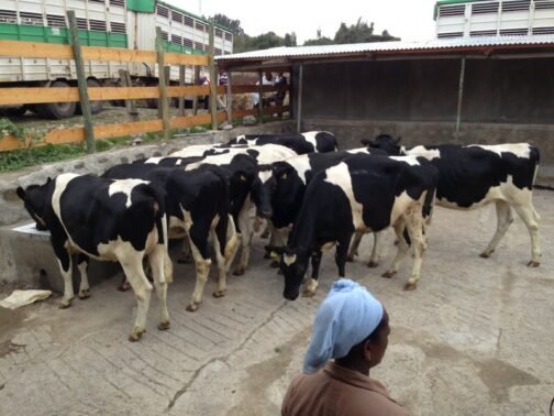 Holstein Friesian Cattle