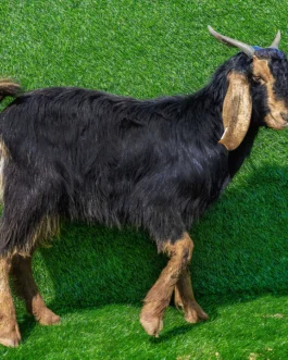 Jaziri goat
