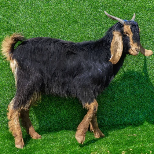 Jaziri goat - Image 2