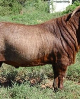 Kalahari Goat
