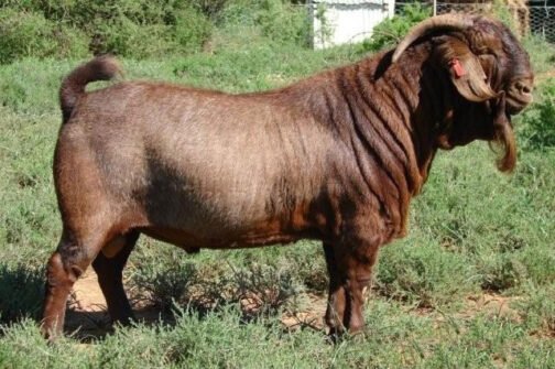 Kalahari Goat - Image 2