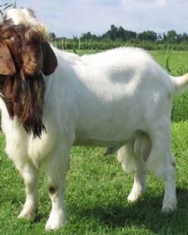 Boer Goat