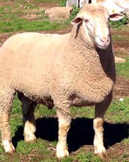Mutton Merino Sheep
