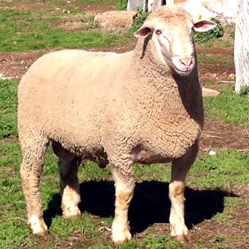 Mutton Merino Sheep - Image 2