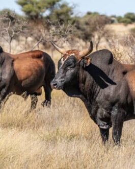 Nguni Cattle