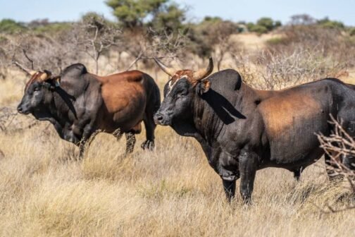 Nguni Cattle - Image 2