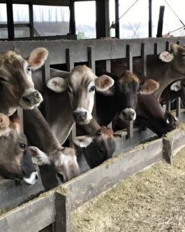 Braunvieh Cattle