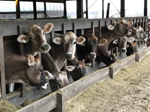Braunvieh Cattle - Image 2