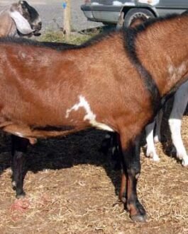 Nubian Goat