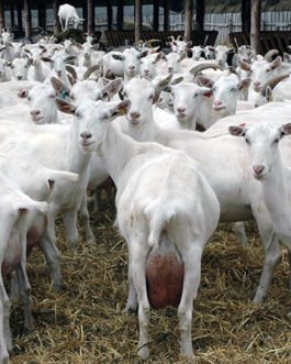 Saanen Goat