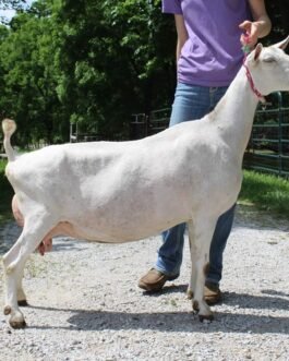 Saanen Goat