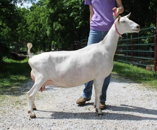 Saanen Goat