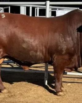 Bonsmara Bull