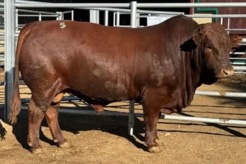 Bonsmara Bull